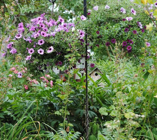 Hanging Baskets