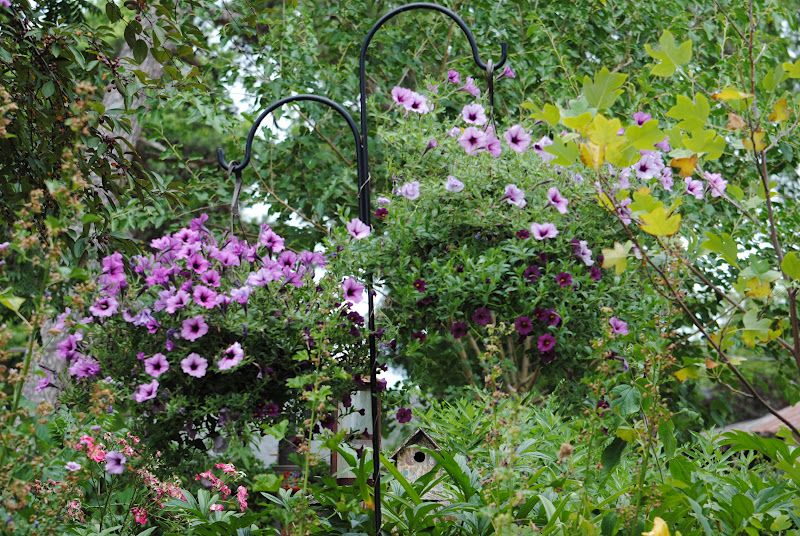 Hanging Baskets – photo 3