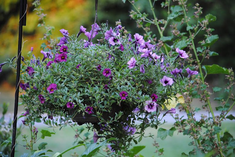 Hanging Baskets – photo 4