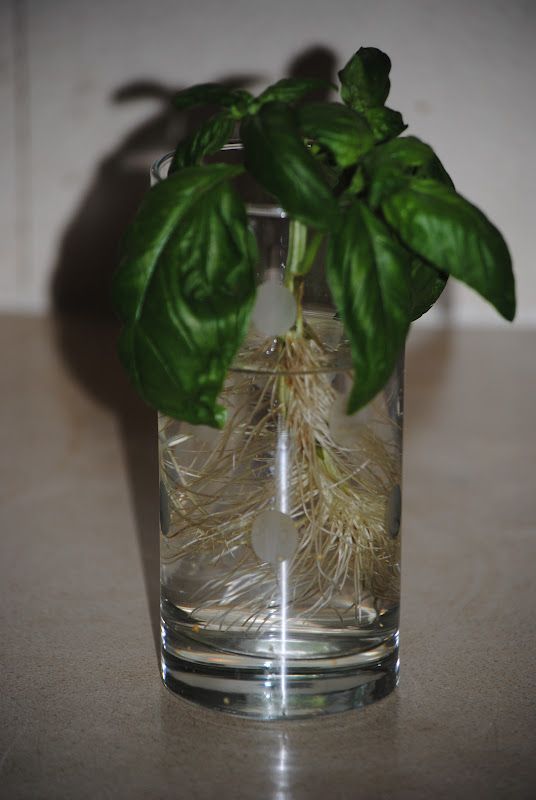 More Basil!! – photo 4
