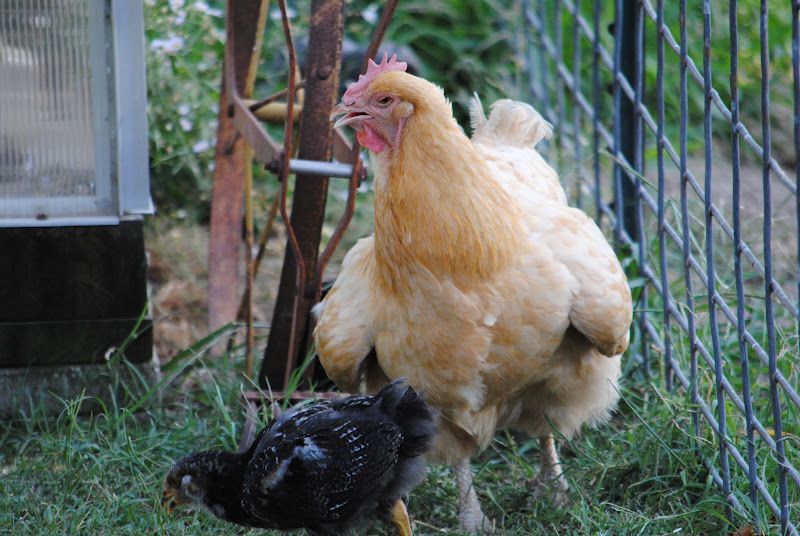 Garden Breakfast – photo 3