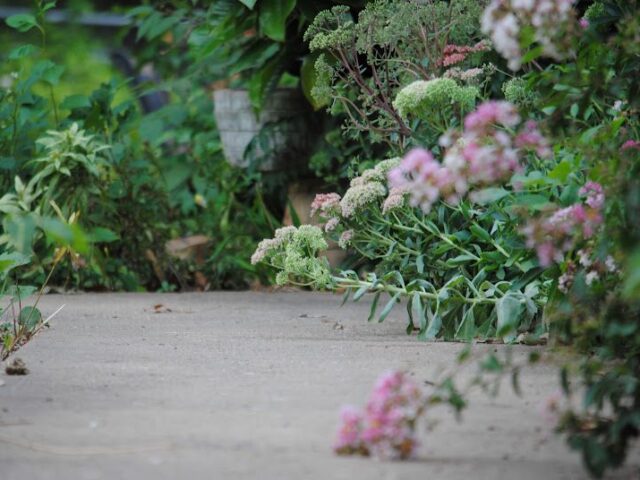 Mid-August Garden Tour