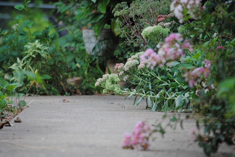 Mid-August Garden Tour – photo 1