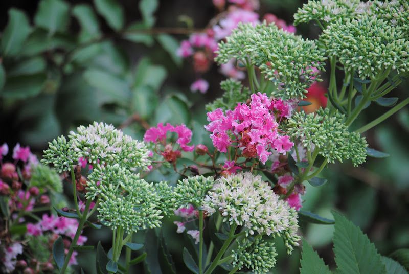 Mid-August Garden Tour – photo 2