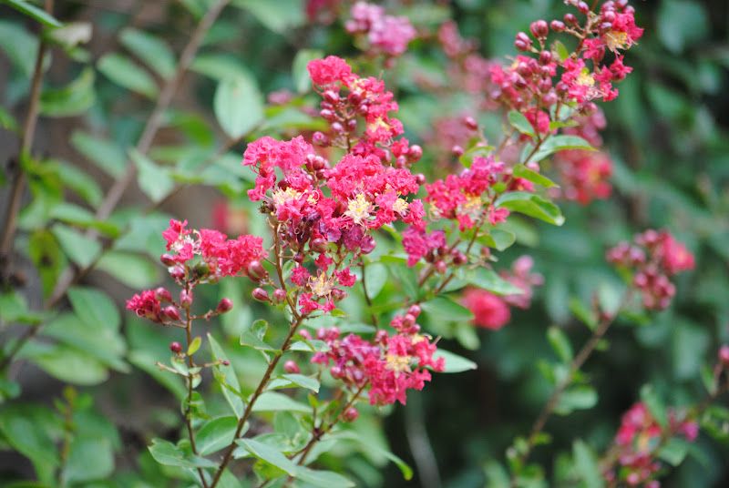 Mid-August Garden Tour – photo 4
