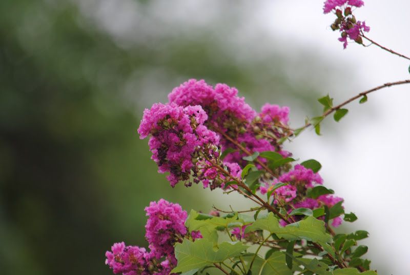 Mid-August Garden Tour – photo 6