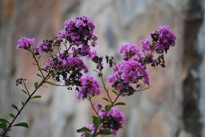 Mid-August Garden Tour – photo 7