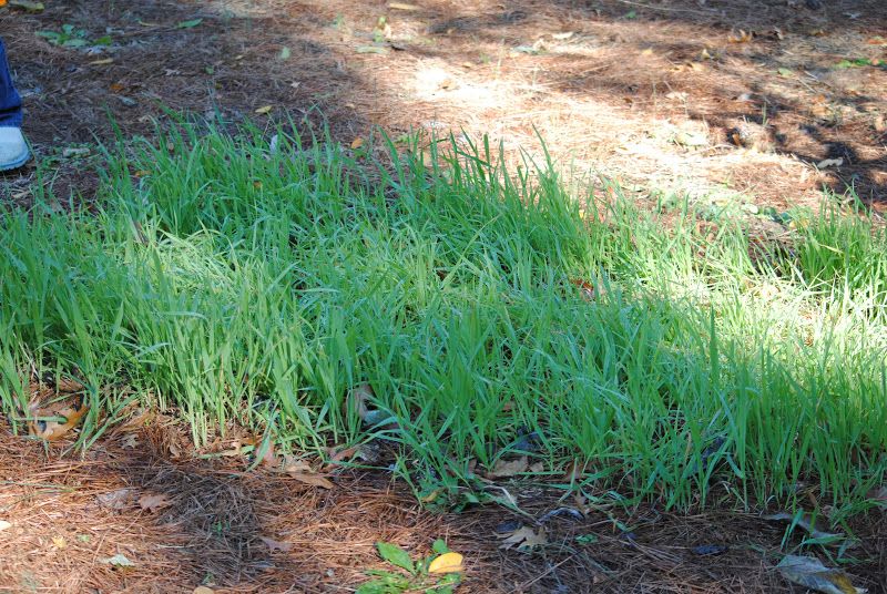 Great Spring Gardens begin in the Fall – photo 8