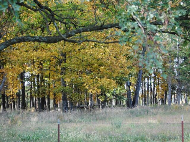 The Pasture, By Robert Frost