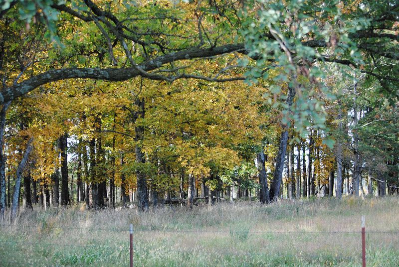 The Pasture, By Robert Frost – photo 1