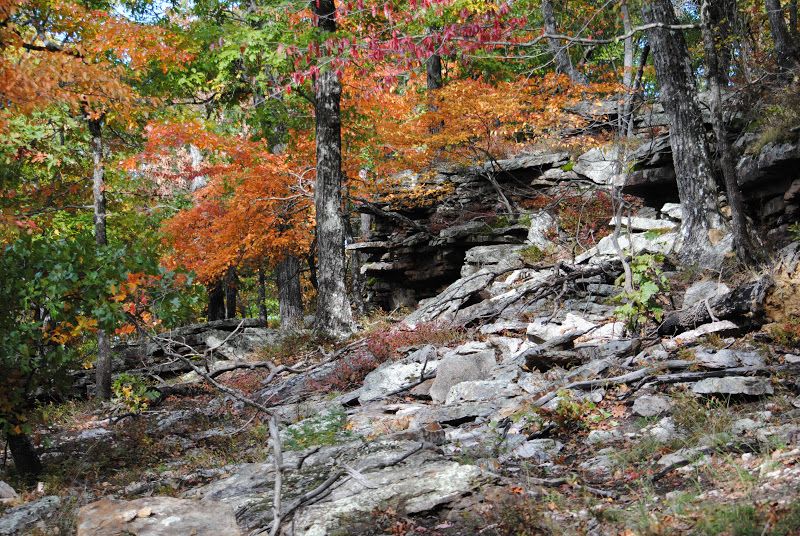 The Pasture, By Robert Frost – photo 3