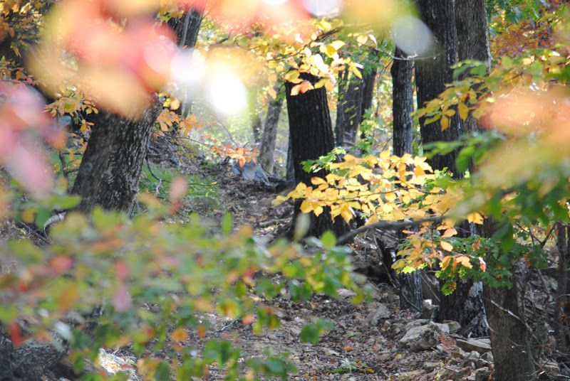 The Pasture, By Robert Frost – photo 4