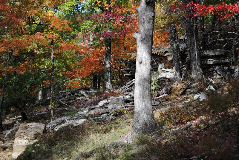 The Pasture, By Robert Frost – photo 5