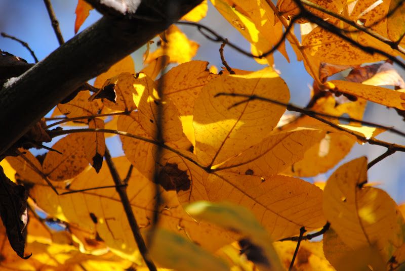 The Pasture, By Robert Frost – photo 8