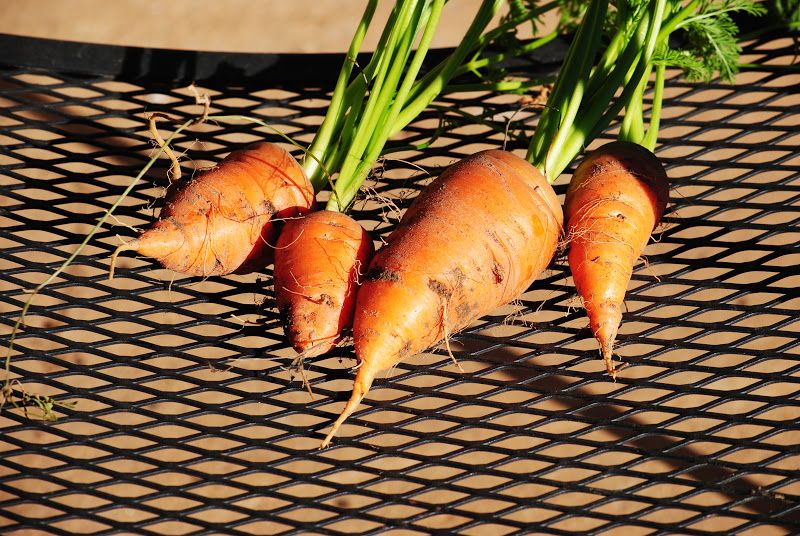 From the Greenhouse – photo 1
