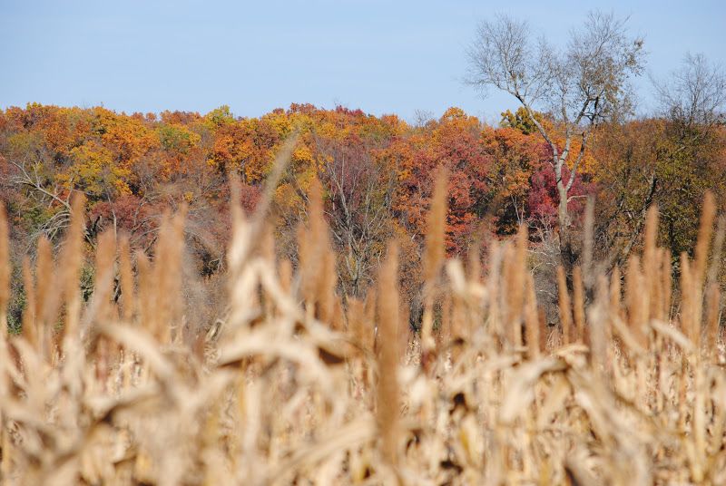 Ozark Corn Maze – photo 2