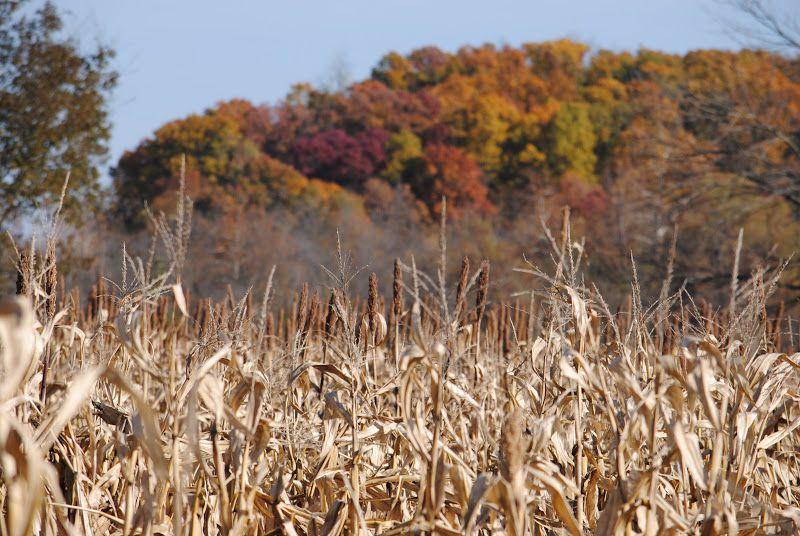 Ozark Corn Maze – photo 4