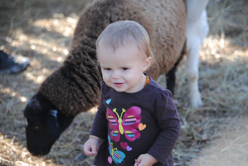 Ozark Corn Maze – photo 6