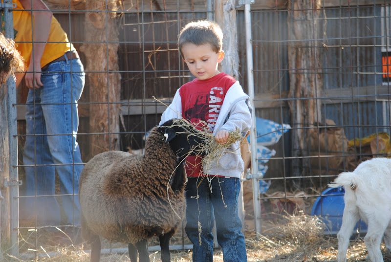 Ozark Corn Maze – photo 7