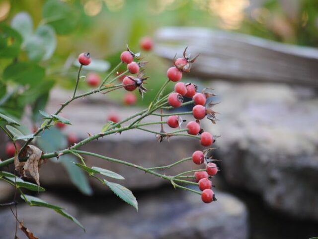 The Song of the Rose Hip Fairy
