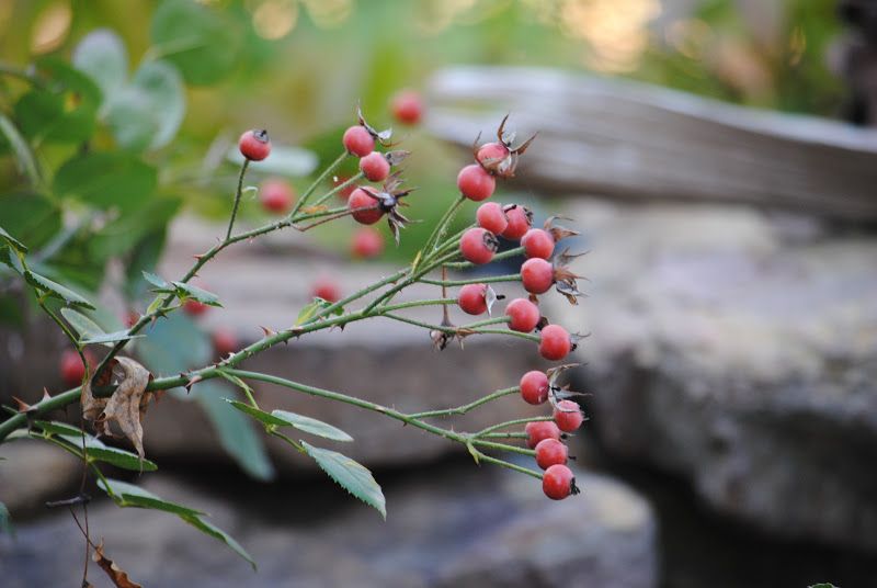 The Song of the Rose Hip Fairy – photo 1