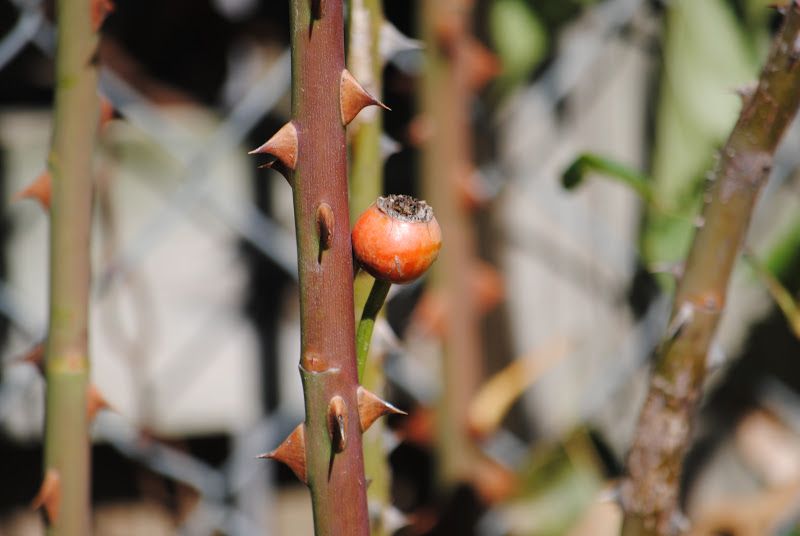 The Song of the Rose Hip Fairy – photo 2