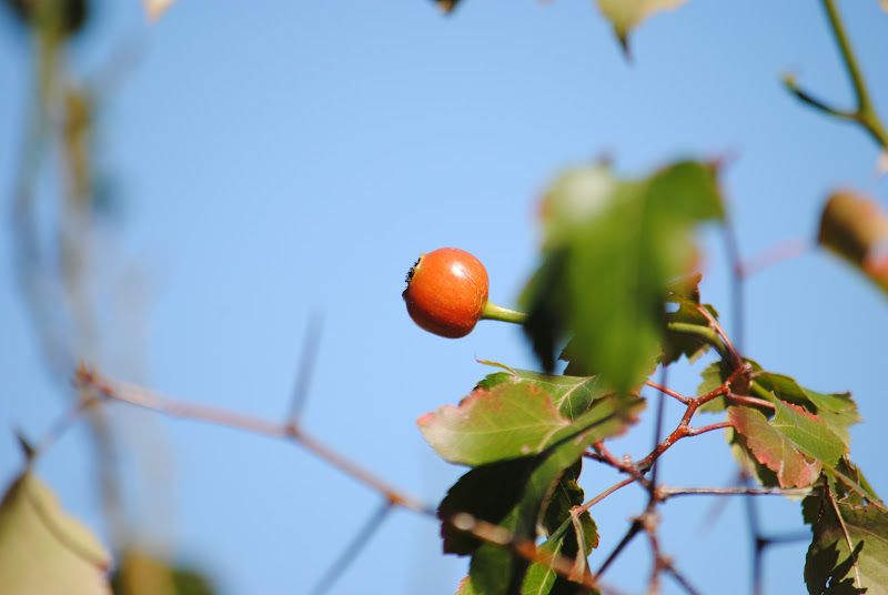 The Song of the Rose Hip Fairy – photo 3