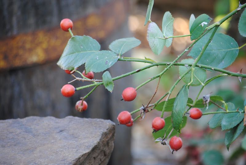 The Song of the Rose Hip Fairy – photo 4