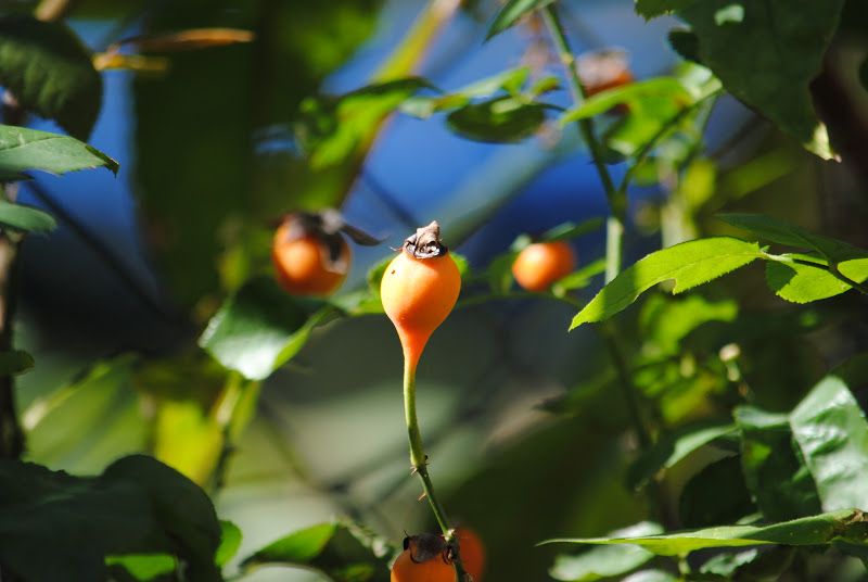 The Song of the Rose Hip Fairy – photo 5