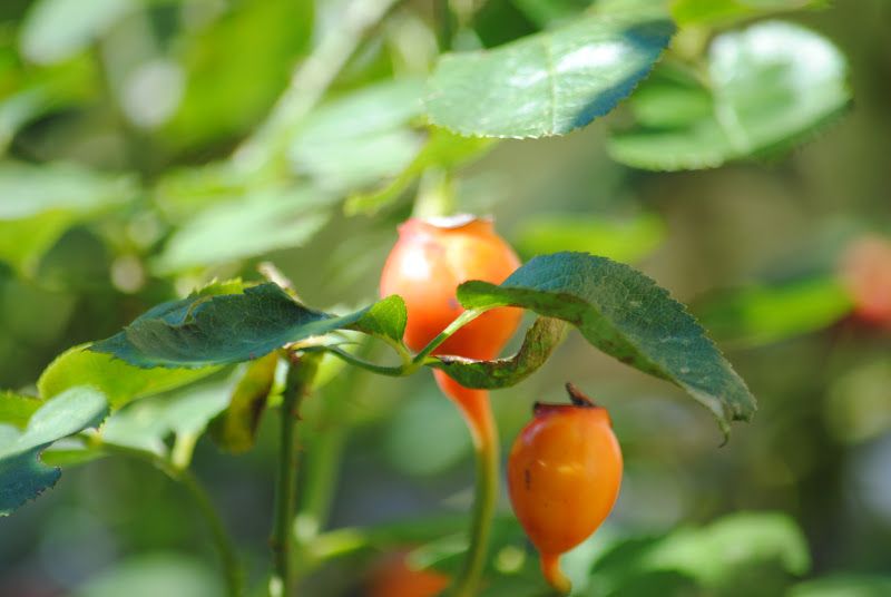 The Song of the Rose Hip Fairy – photo 6