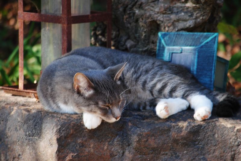 Kati in the Garden – photo 1