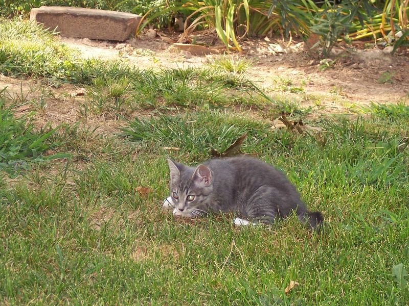 Kati in the Garden – photo 2