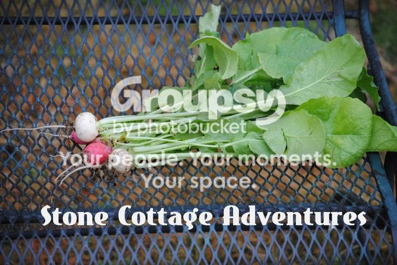 Radishes001_zpsc2990f22