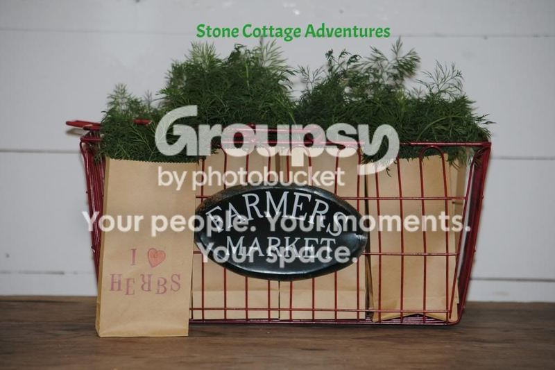 Dill – photo 1