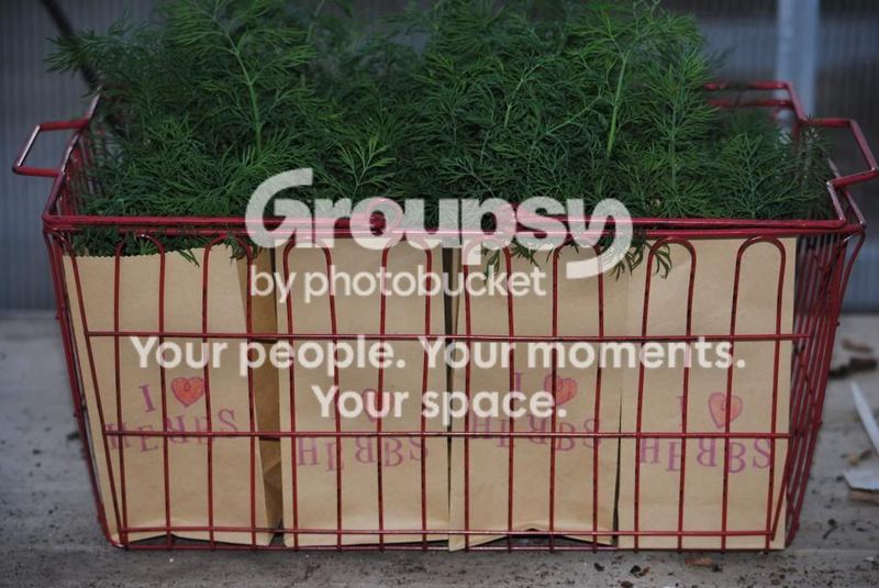 Dill – photo 3