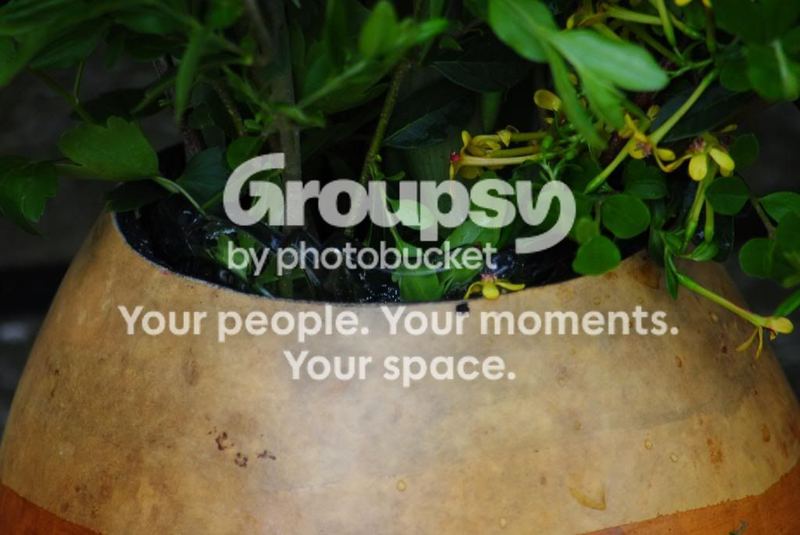 Ombre Gourd for Spring Bouquets – photo 2
