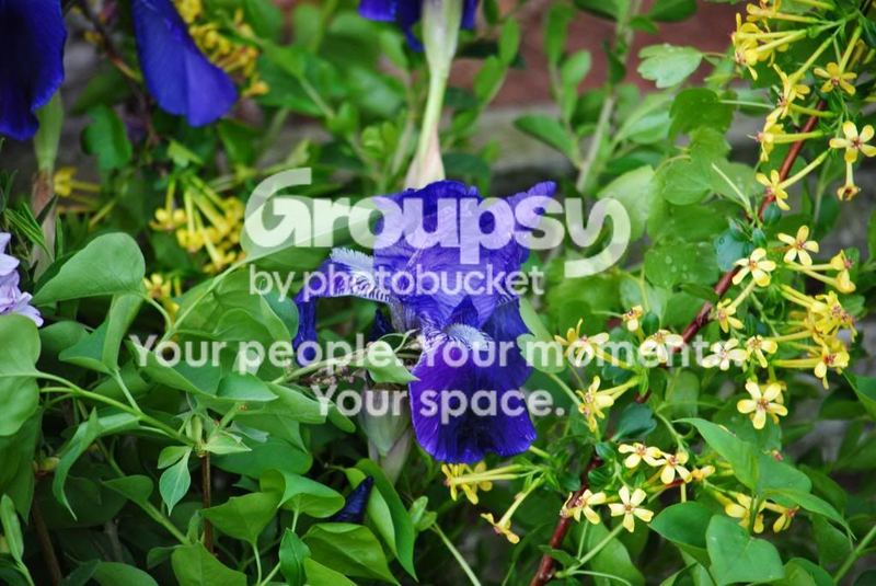 Ombre Gourd for Spring Bouquets – photo 5