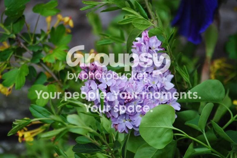 Ombre Gourd for Spring Bouquets – photo 6