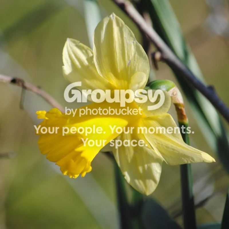 The Song of the Daffodil Fairy – photo 1