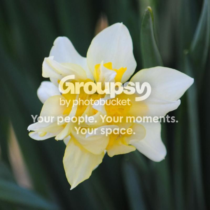 The Song of the Daffodil Fairy – photo 2