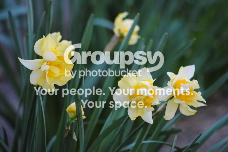 The Song of the Daffodil Fairy – photo 6