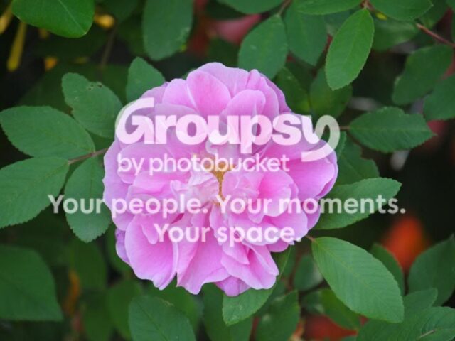A Walk Through My Garden