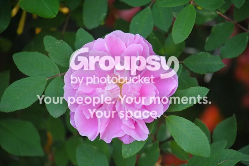 Garden Photos in May – photo 1