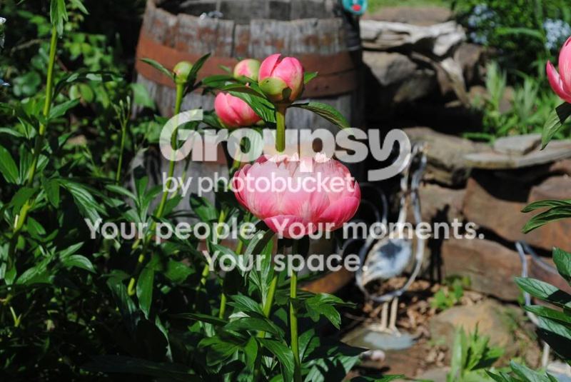 Garden Photos in May – photo 10