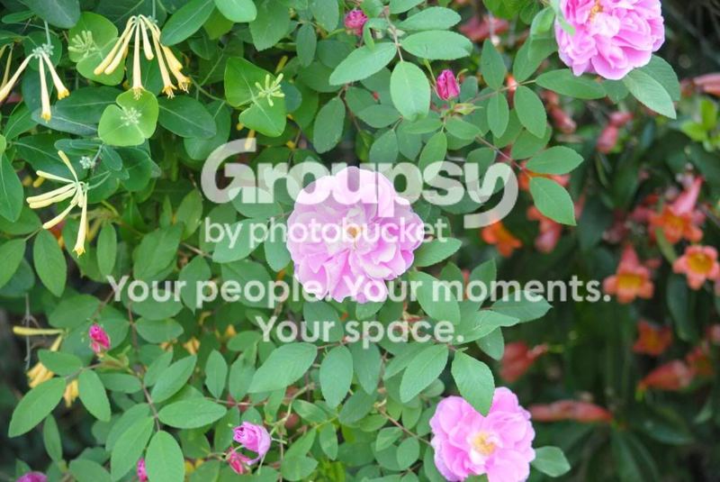 Garden Photos in May – photo 2