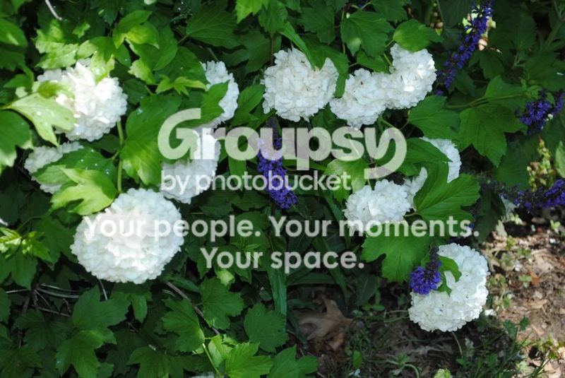 Garden Photos in May – photo 4
