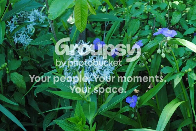 Garden Photos in May – photo 5