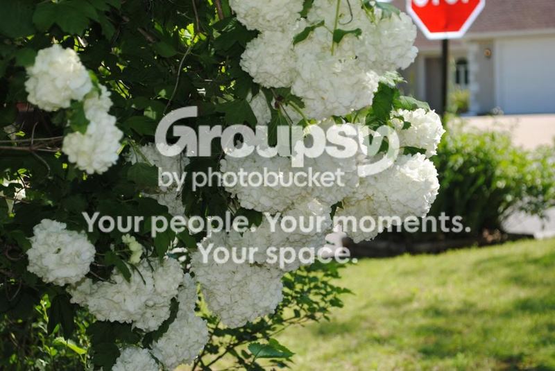 Garden Photos in May – photo 6