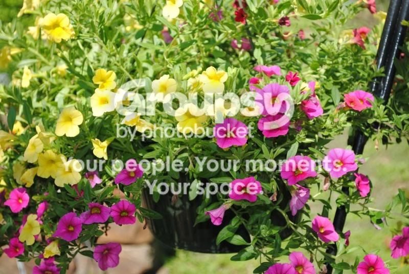 Garden Photos in May – photo 7