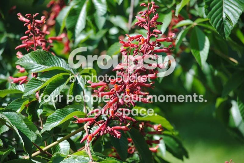 Garden Photos in May – photo 8